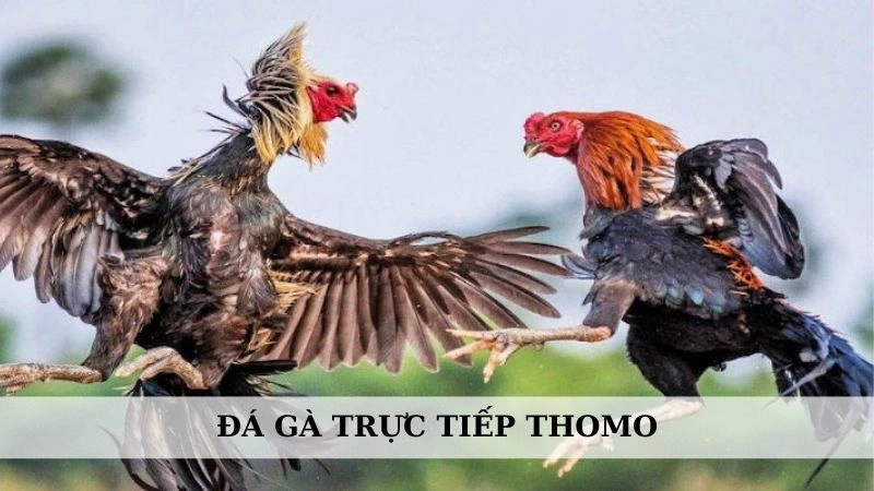 Đá gà trực tiếp Thomo