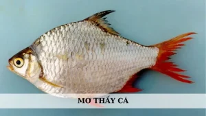 Mơ thấy cá