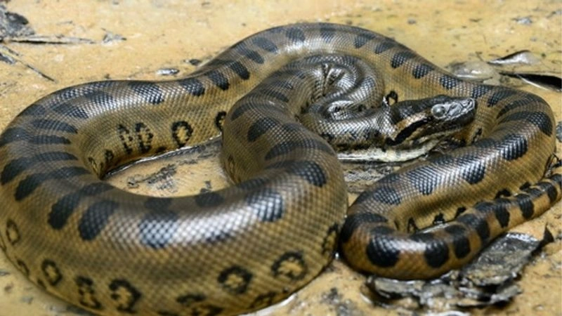 Mơ thấy trăn quấn mình - chơi con gì?